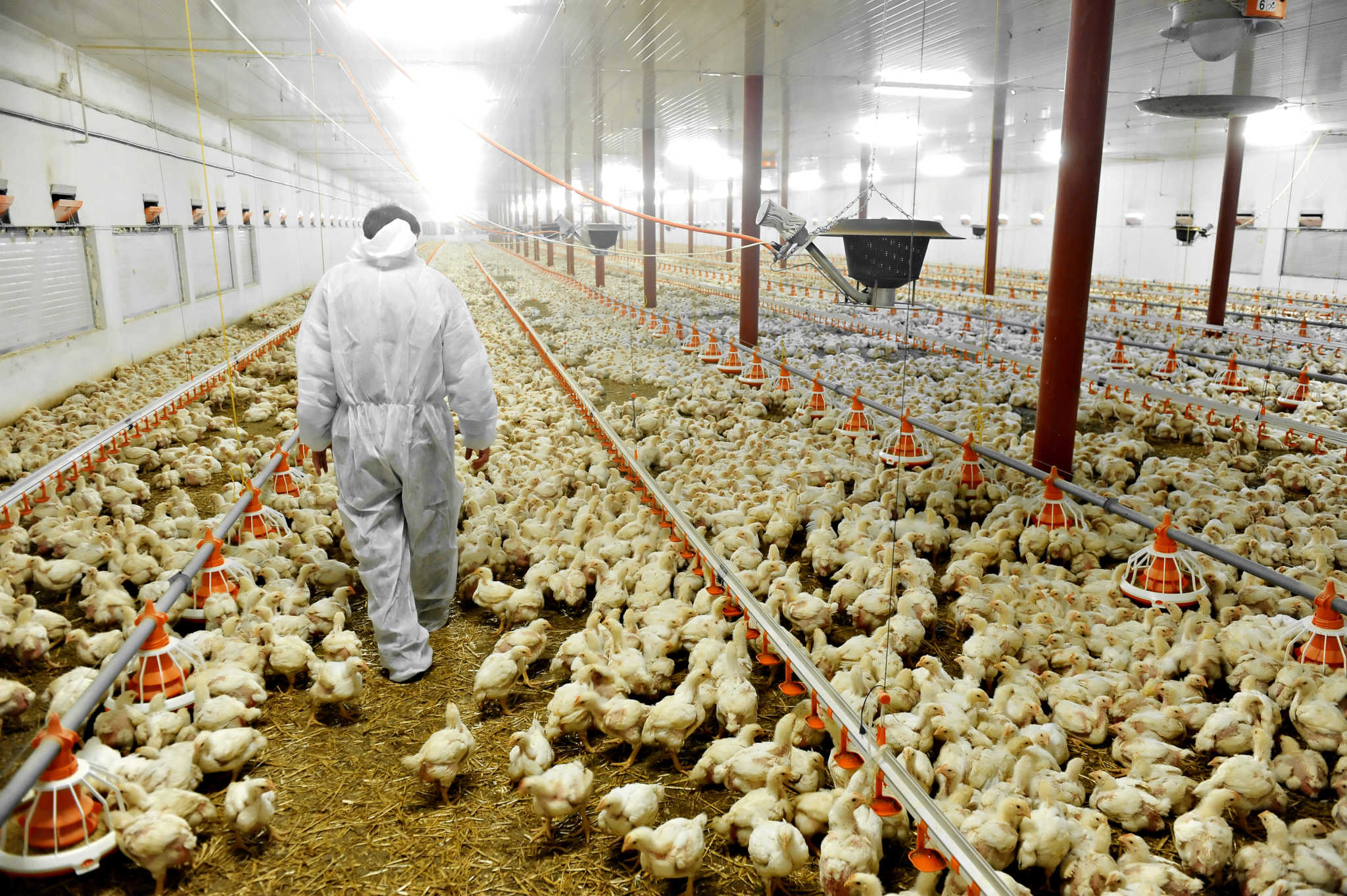 H5N1: The Monoculture Flu