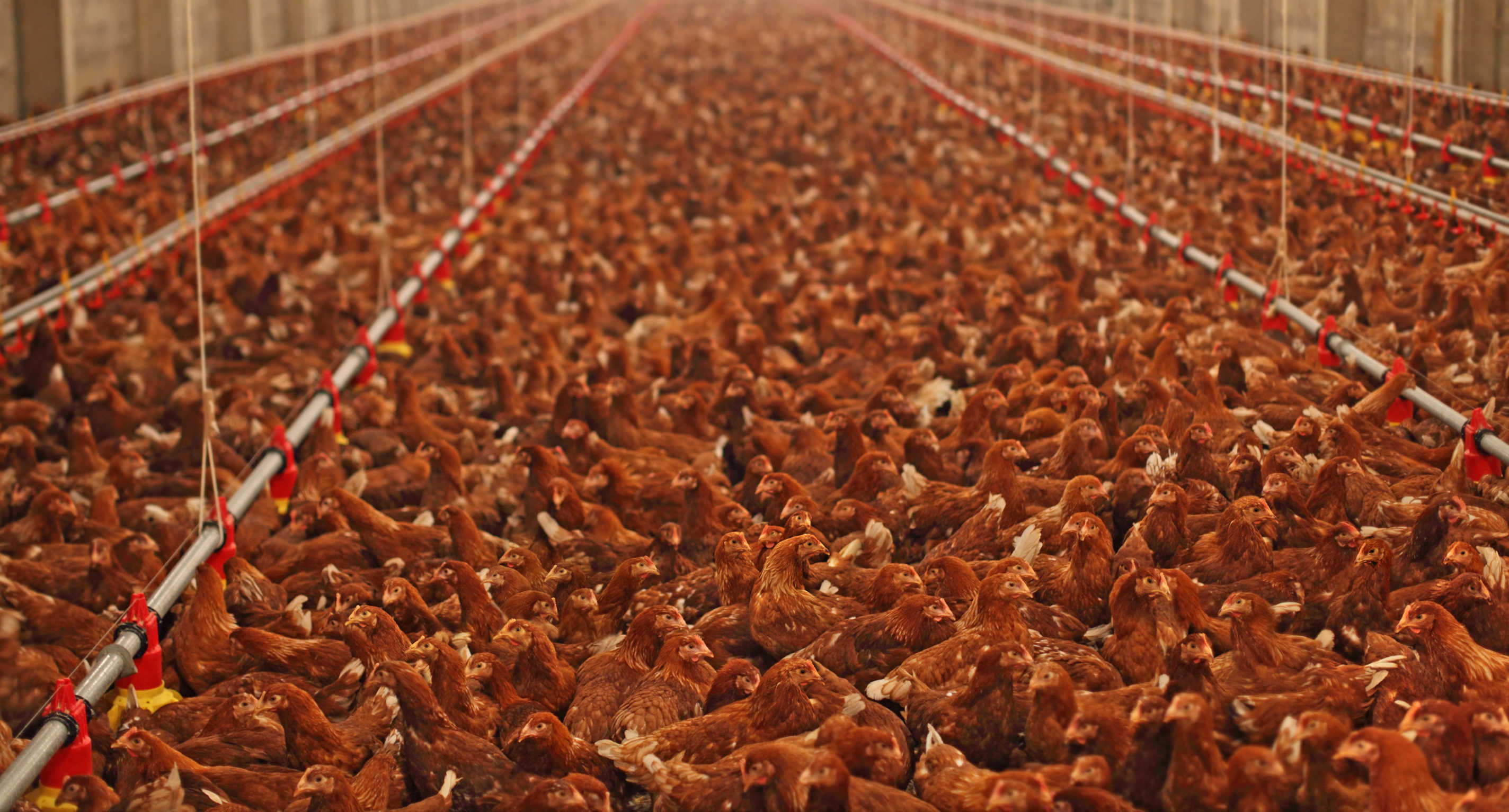 H5N1: The Monoculture Flu