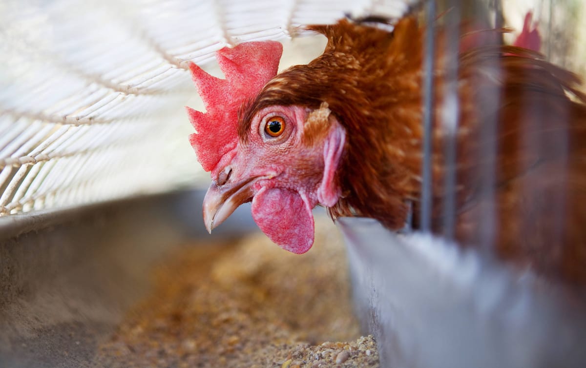 H5N1: The Monoculture Flu